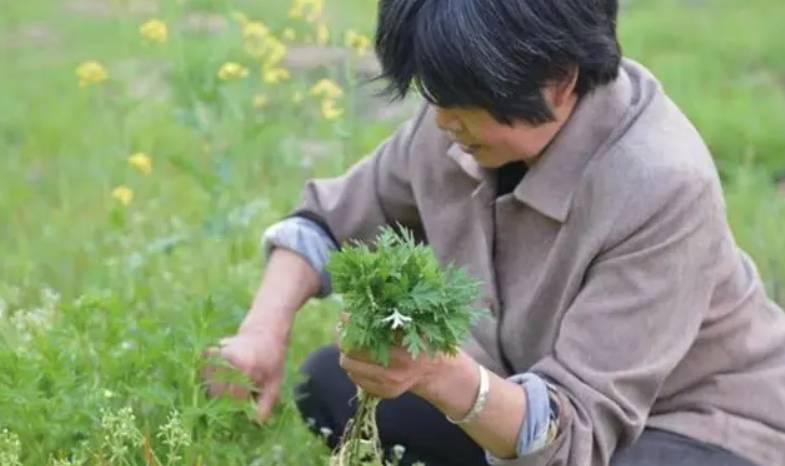 摘艾叶老婆婆