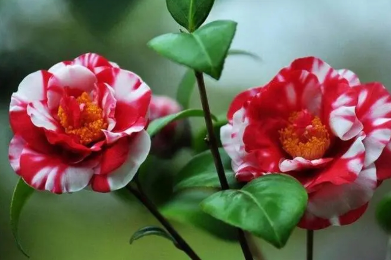 山茶花2