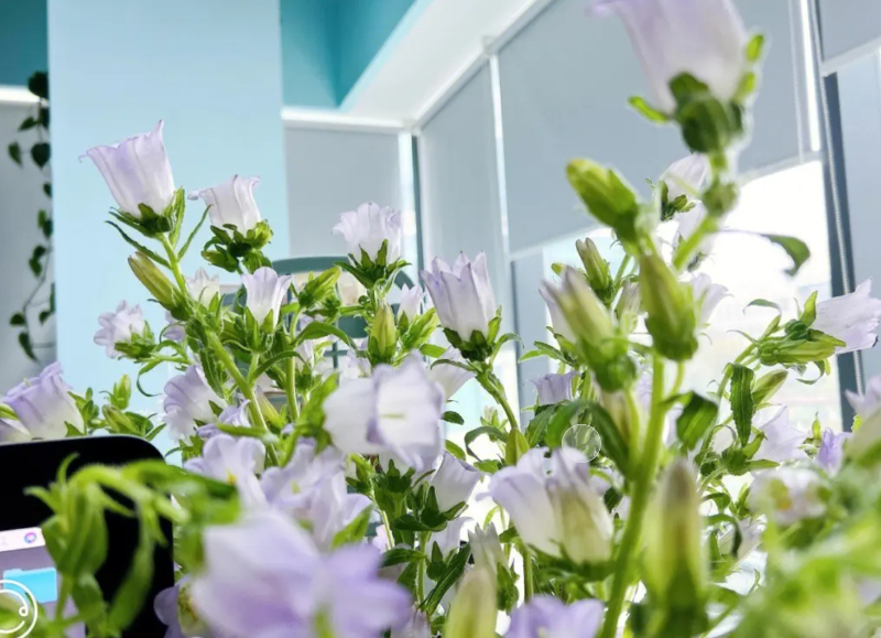 荣馨隆精选：百合&桂花香精为终端用户带来清新怡人的体验