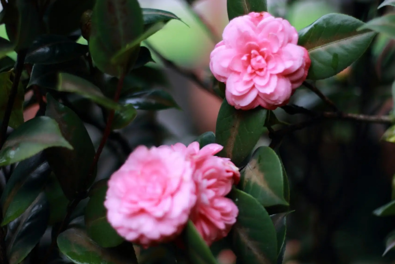 山茶花1